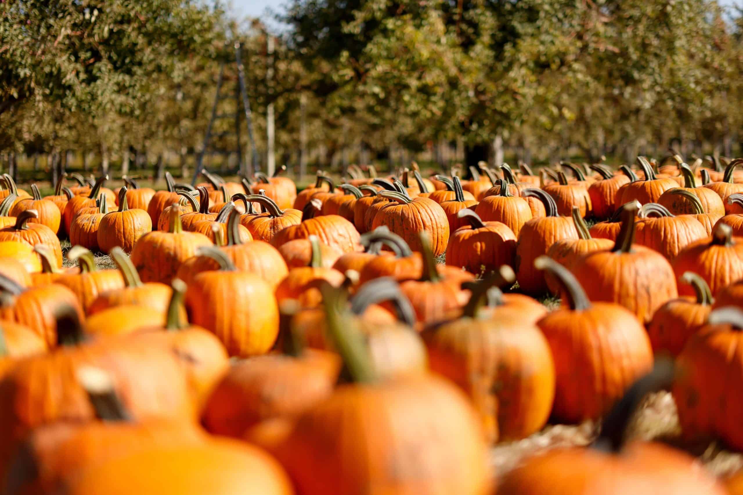 Rows of orange pumpkins in a sunlit orchard, with trees and a wooden ladder in the background.